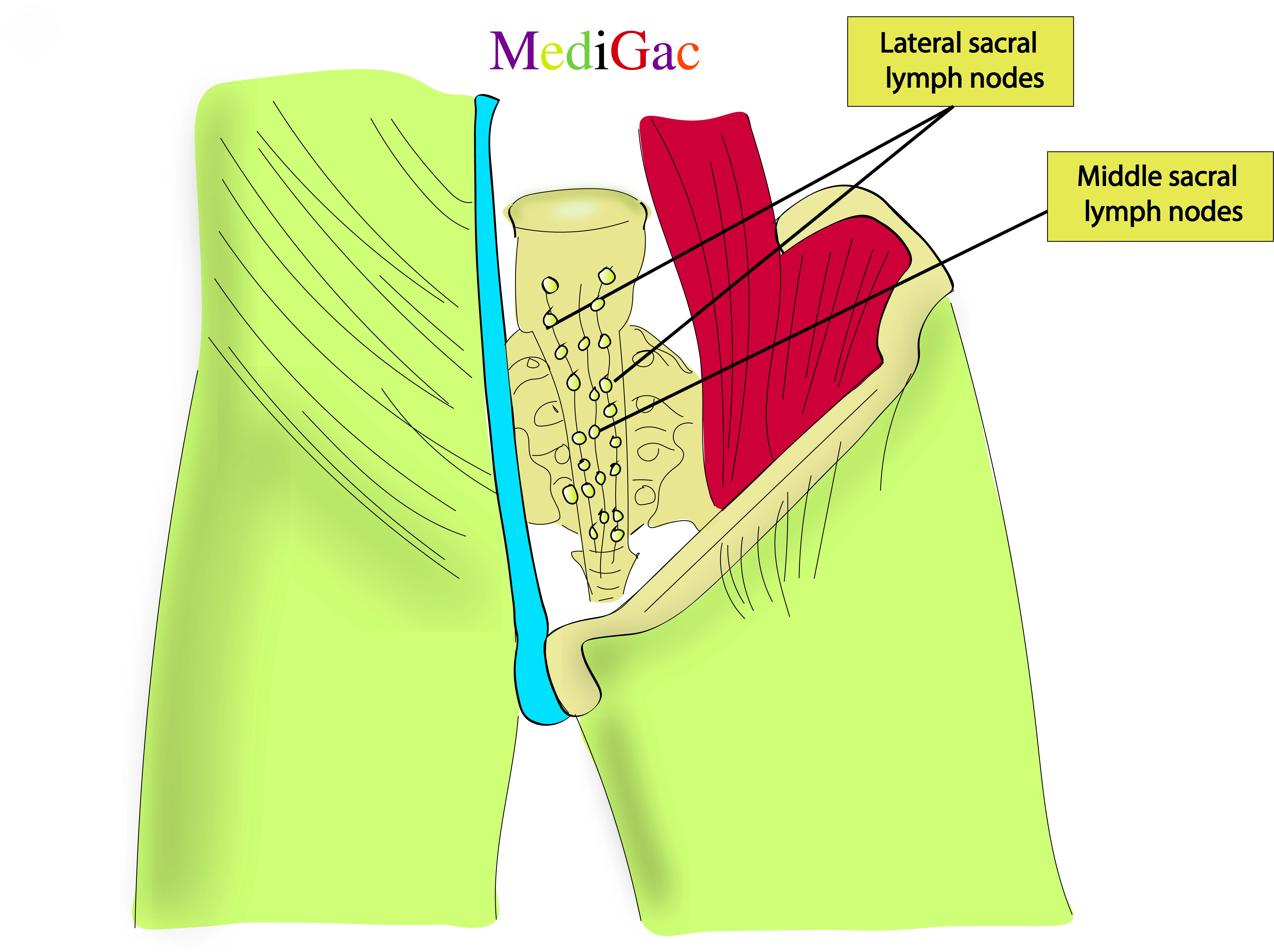 Sacral lymph nodes